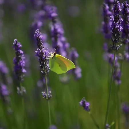 La Maison D'ulysse Small Luxury 4*