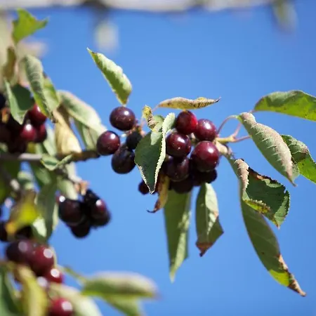 La Maison D'ulysse Small Luxury Отель Baron (Gard)